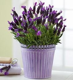 bunga lavender
